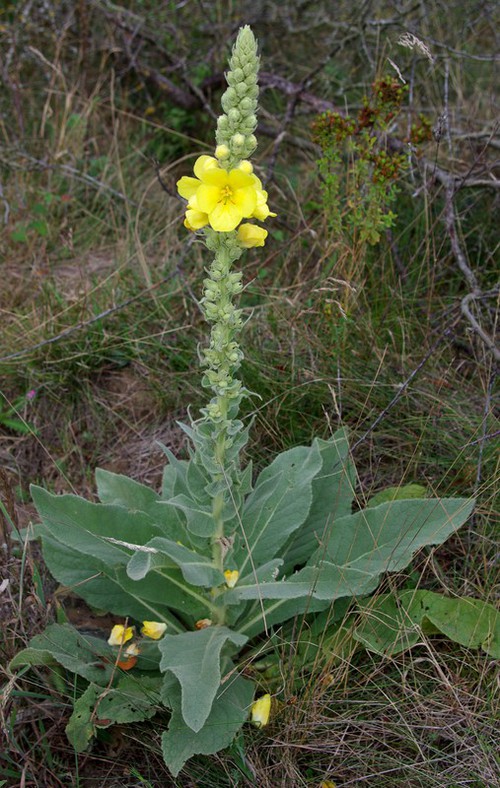 Plante entière