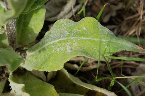 détail feuille
