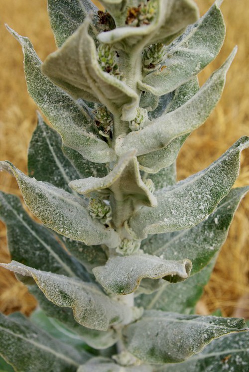 feuille