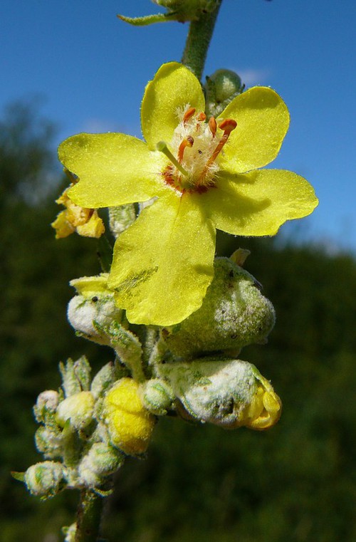 fleur