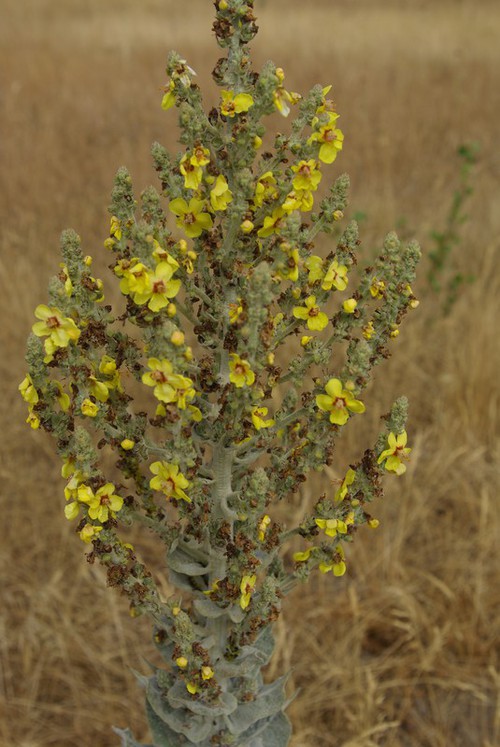 inflorescence