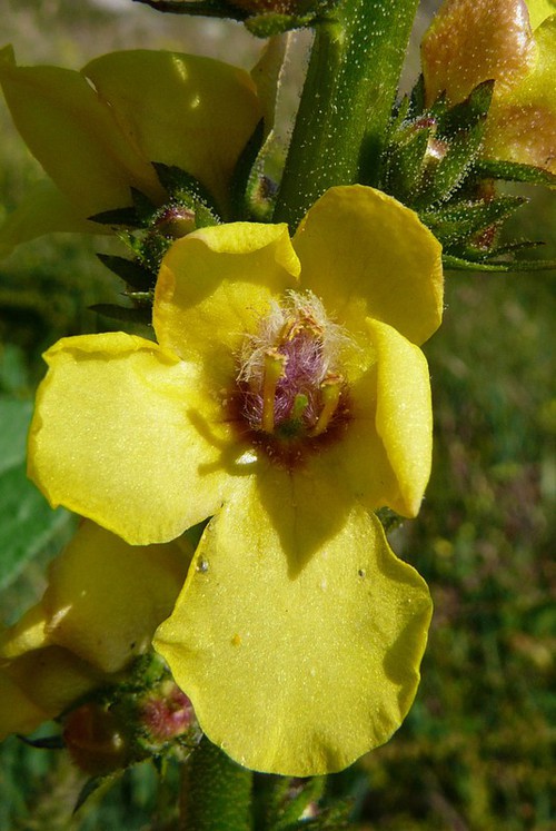 détail fleur