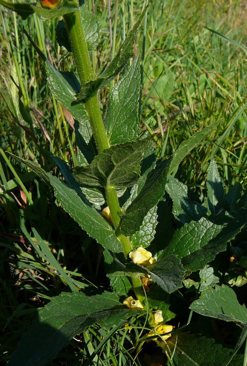 feuille