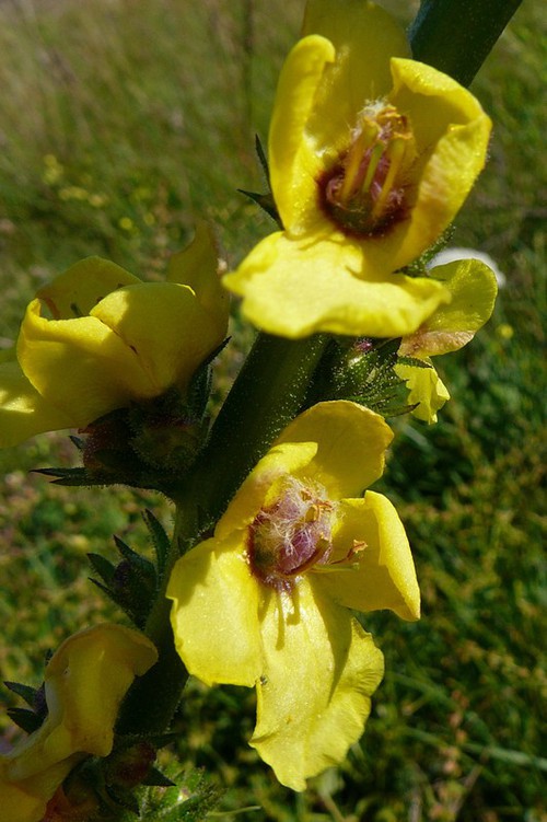 fleur