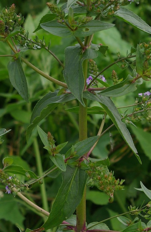 feuille
