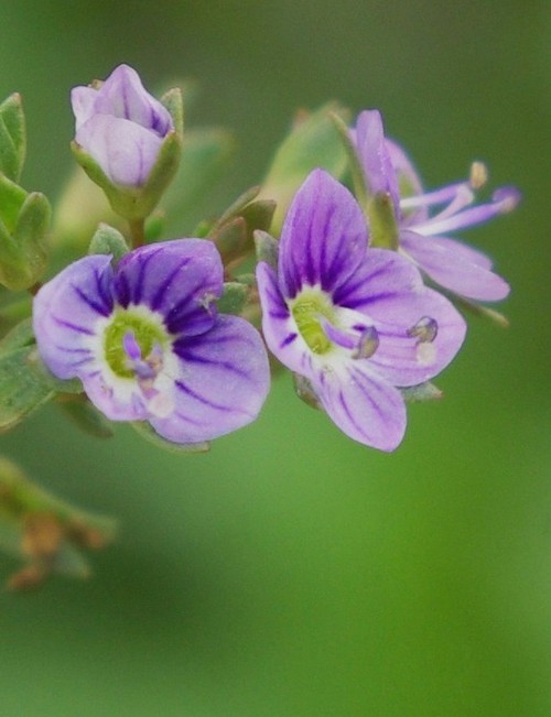 fleur