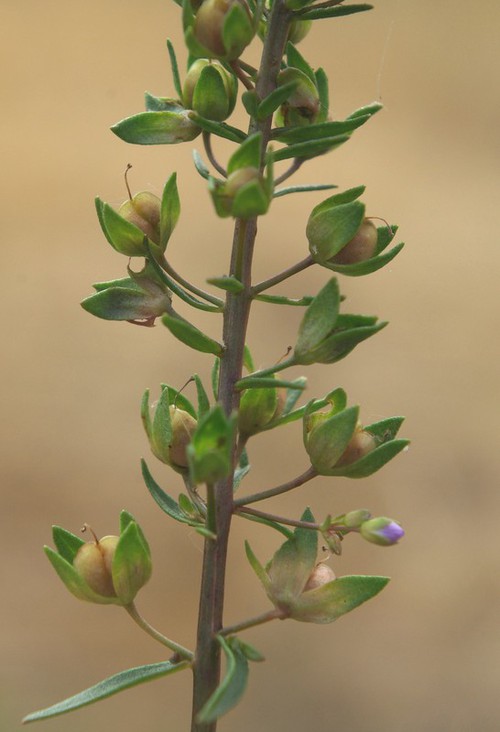 fruit