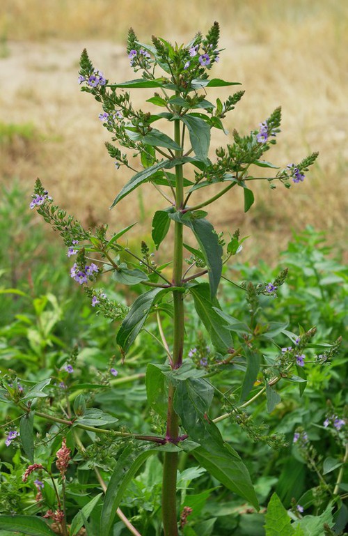Plante entière