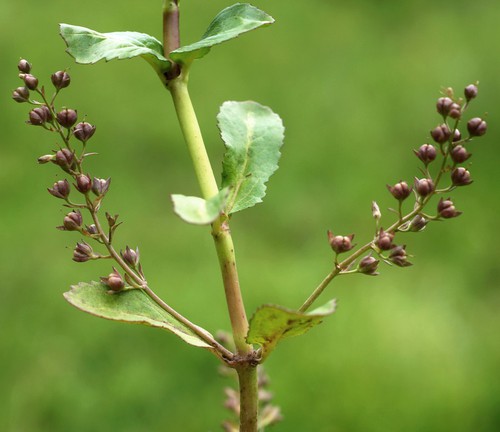 fruit