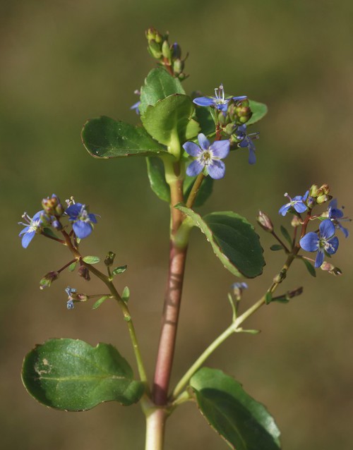 inflorescence