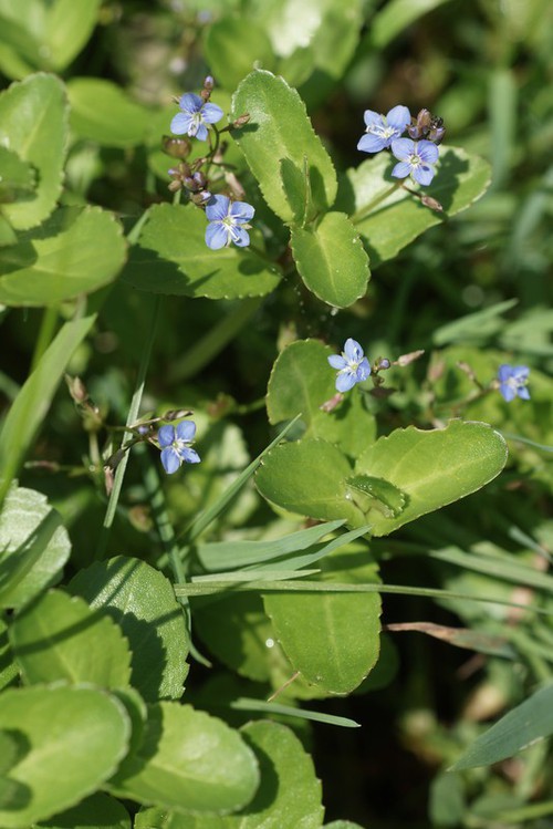 Plante entière