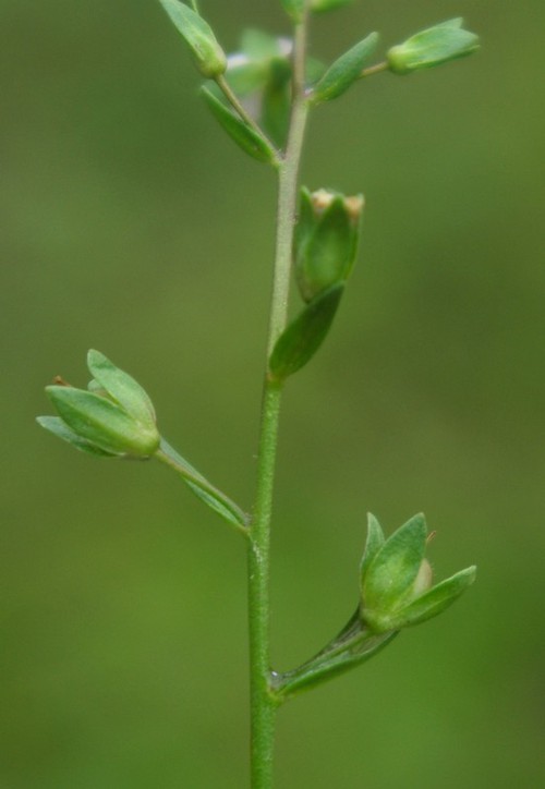 fruit