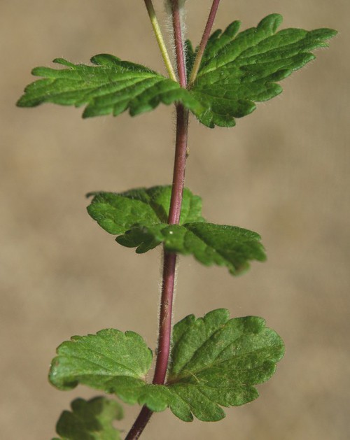 feuille