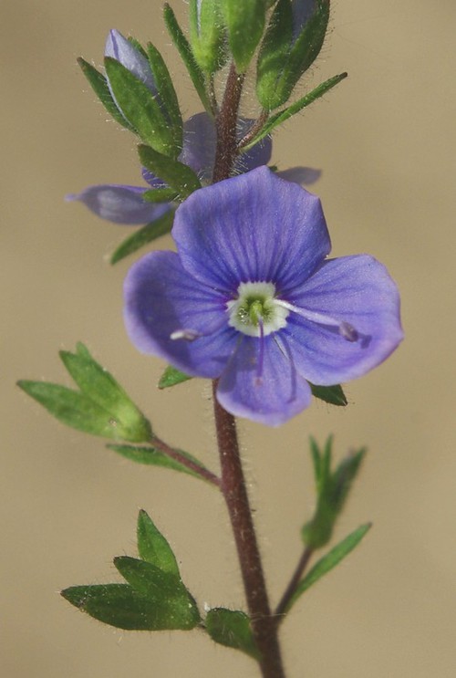 fleur
