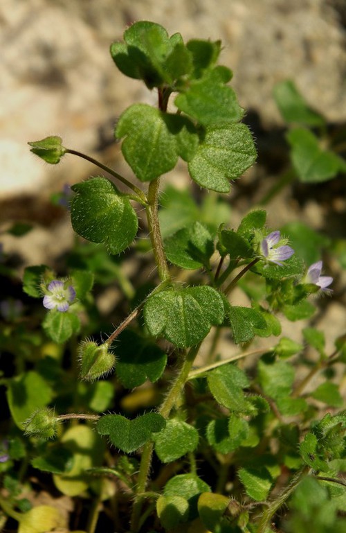 Plante entière