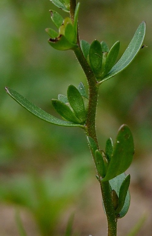 feuille