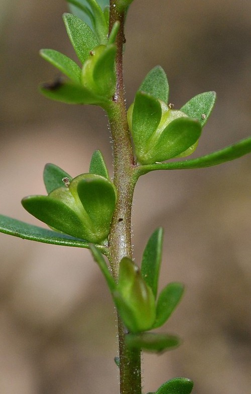 fruit