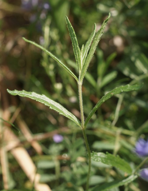 feuille