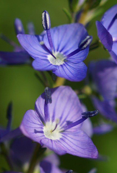 fleur