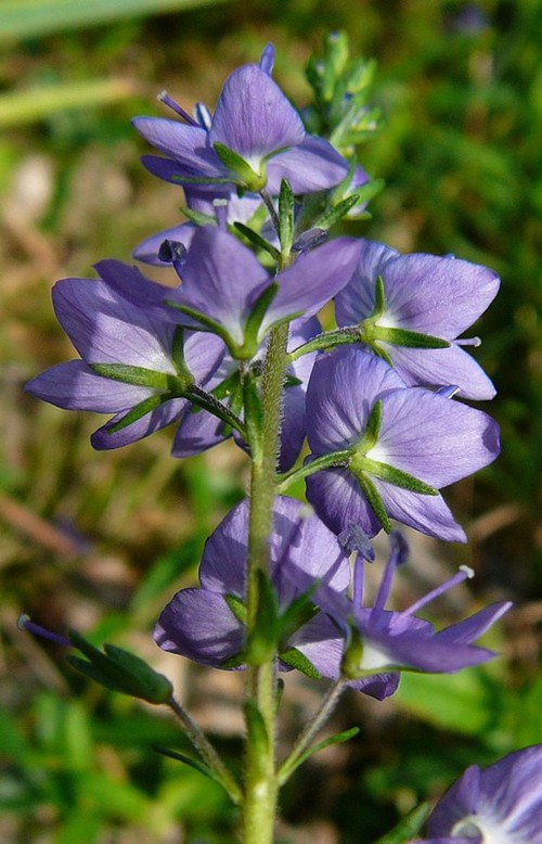 sépales