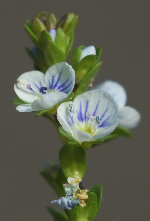 fleur