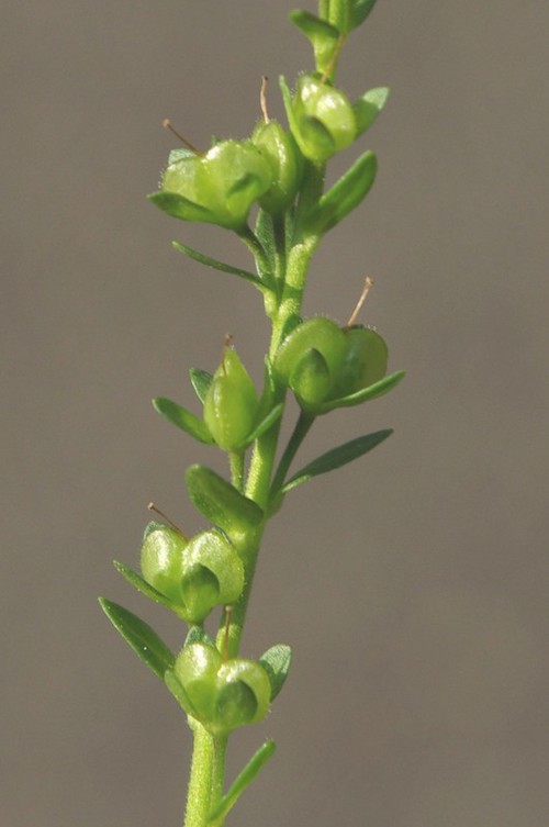 fruit