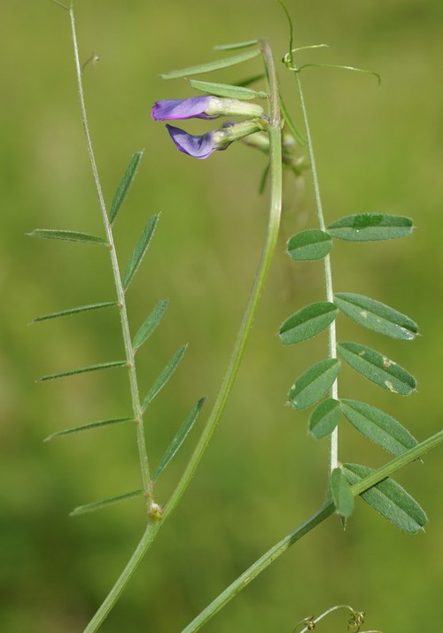 feuille