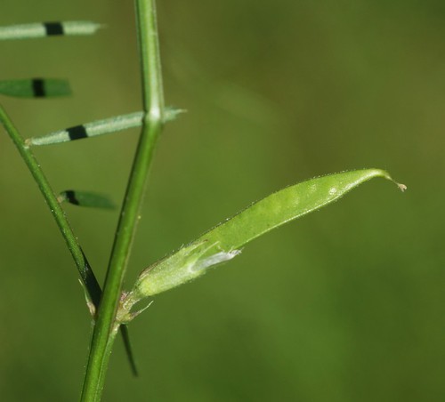 fruit