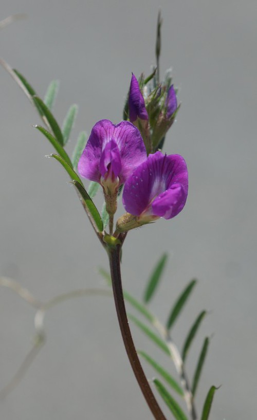 inflorescence