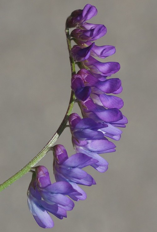 détail fleur