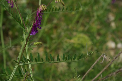 feuille