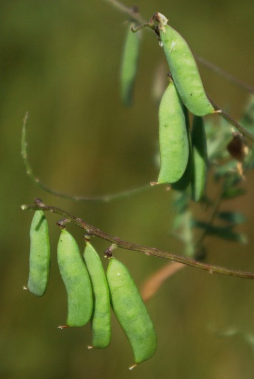 fruit