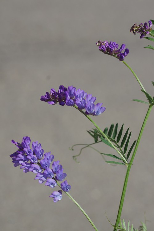inflorescence