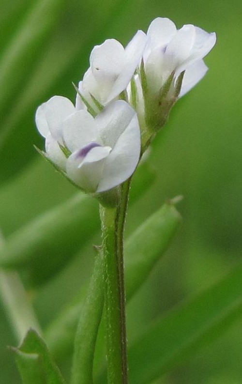 détail fleur