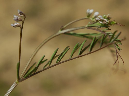 feuille