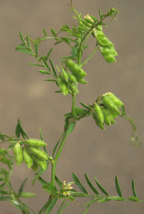 fruit