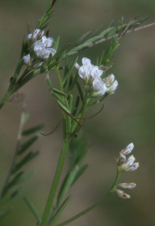 inflorescence