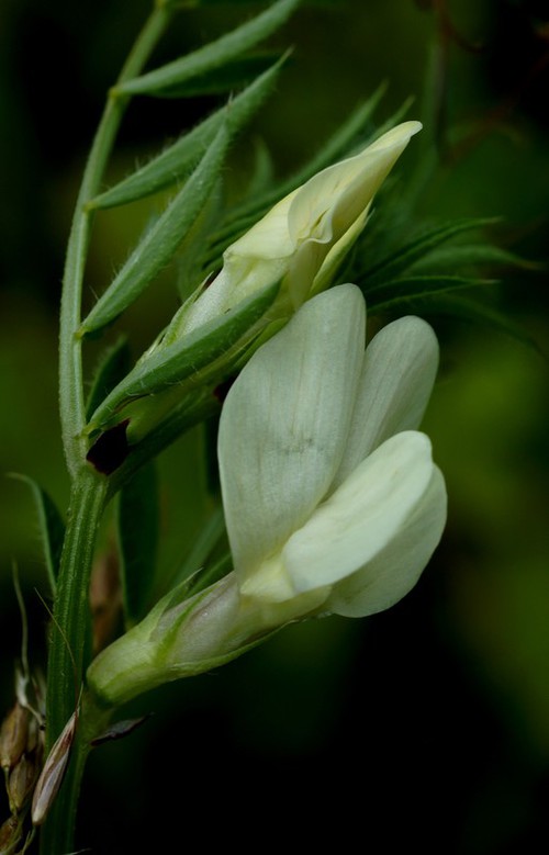 fleur