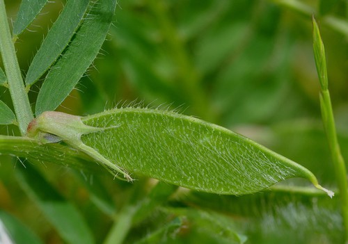 fruit