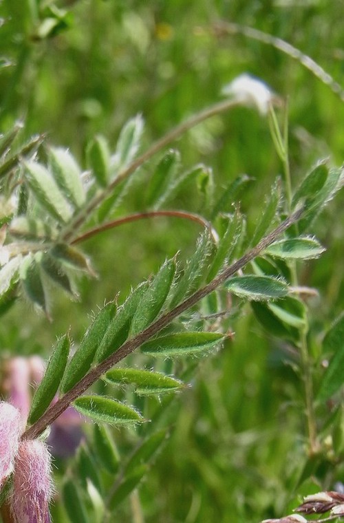feuille