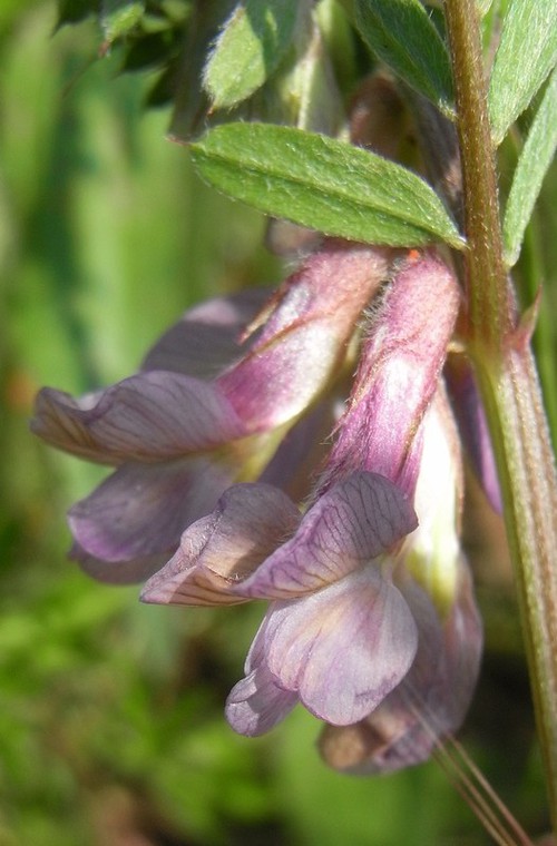 inflorescence