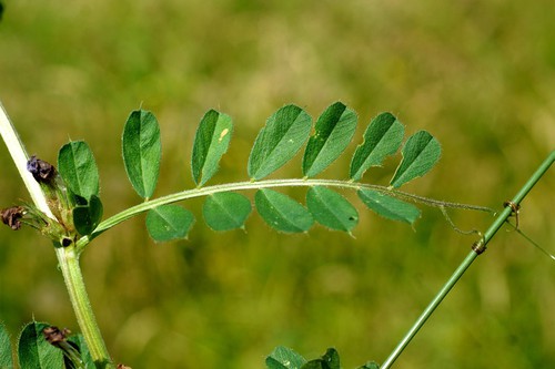feuille
