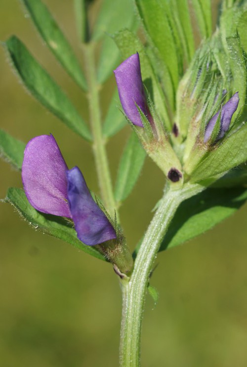 fleur
