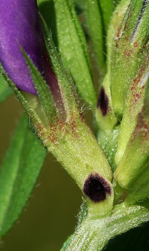 stipule