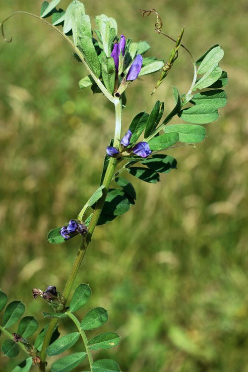 Plante entière
