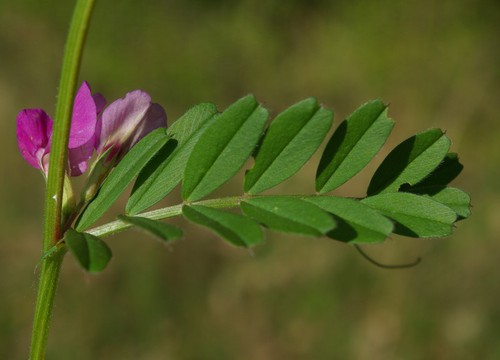 feuille