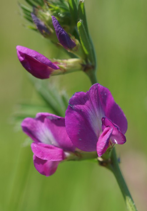 fleur