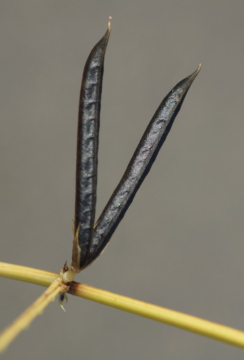 fruit