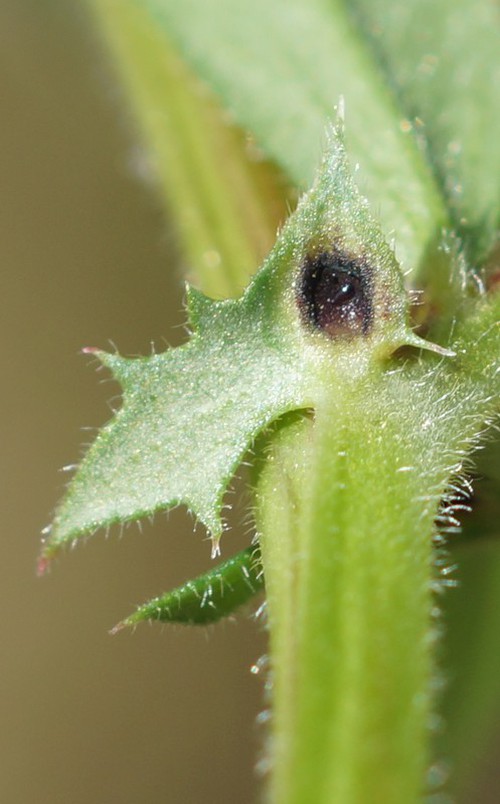 stipule