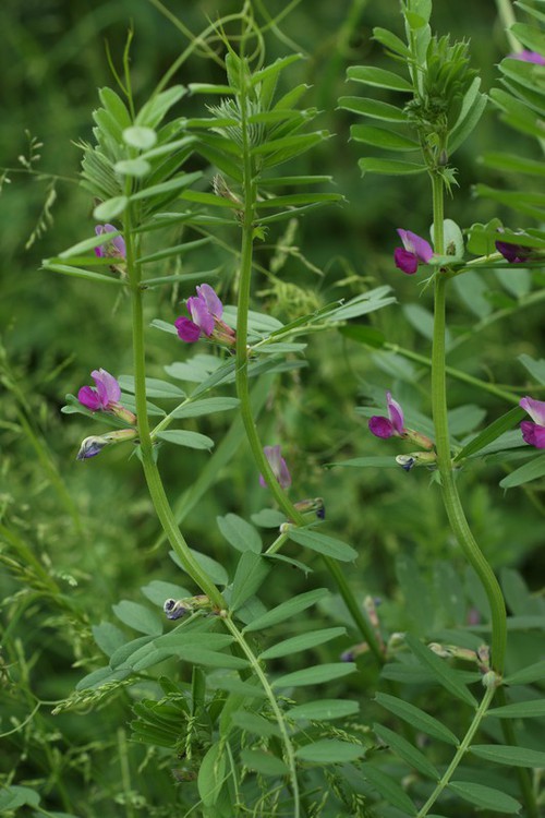 Plante entière